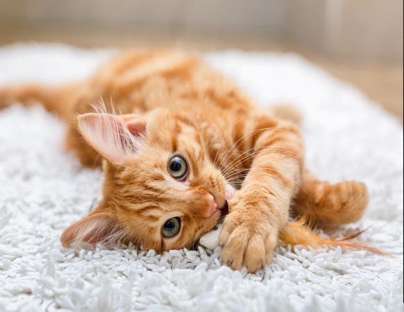 Tierheilpraxis Pia Mayen - Katze auf weißem Teppich